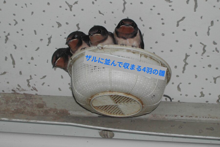 落ちたツバメの雛を救った話｜ザルと段ボールでつないだ小さな命の記録
