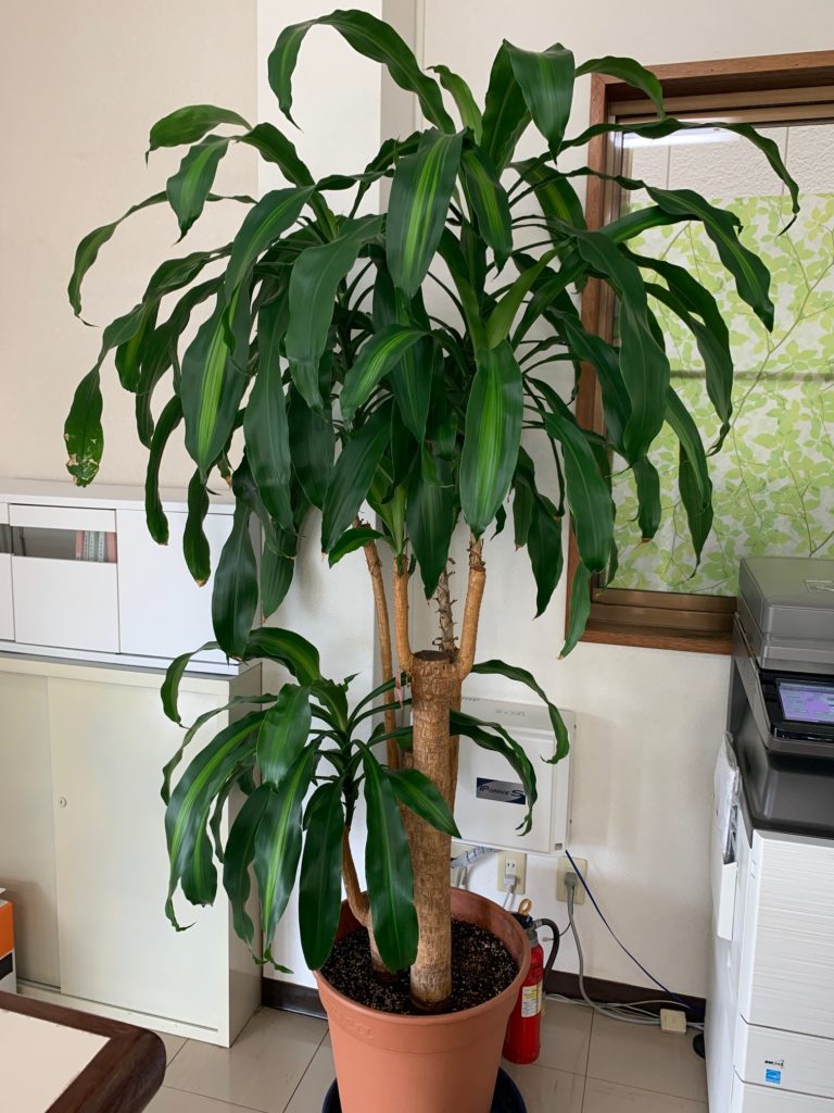 幸福の木とトックリランと暮らす日々｜観葉植物のある暮らしと成長記録