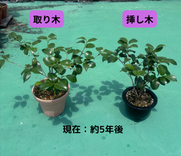 【椿の成長記録】取り木と挿し木の違いは？5年後の姿を親木と比較してみた！