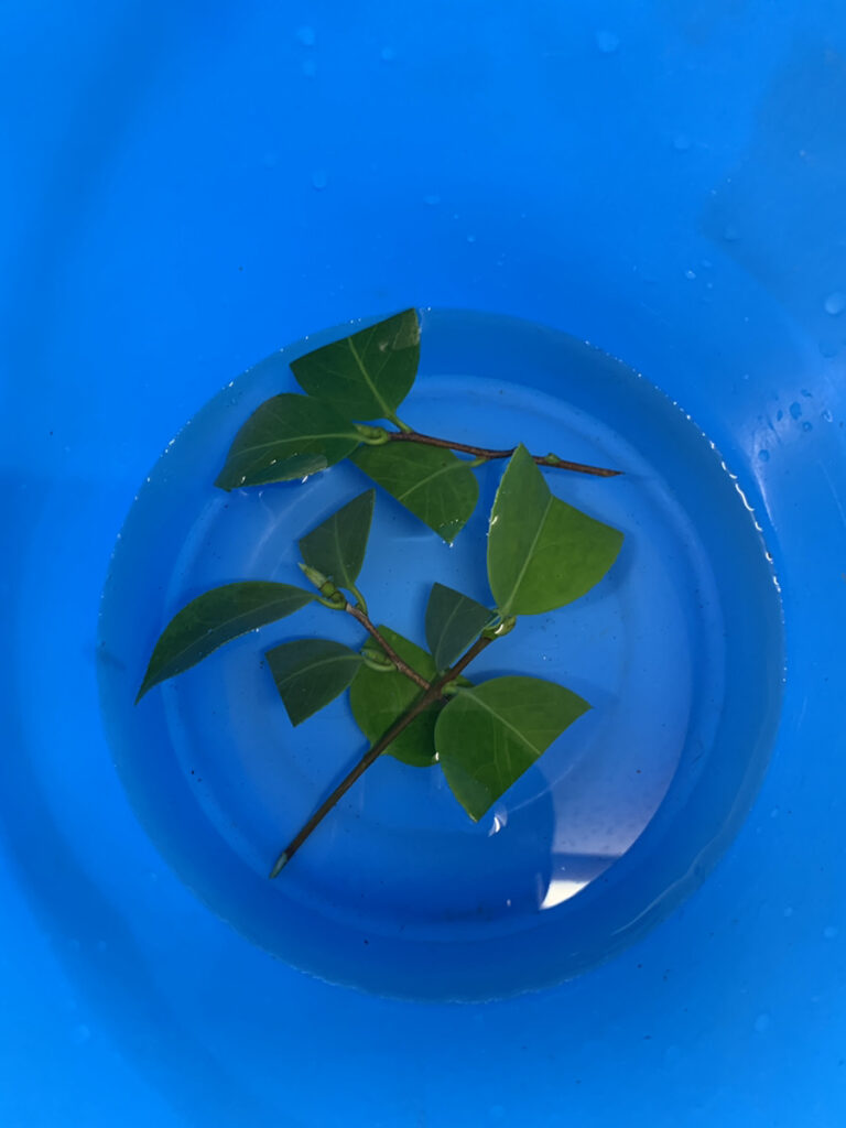 【椿の挿し木】素人でも成功！初心者が実践した「失敗しない育て方」完全ガイド🌱