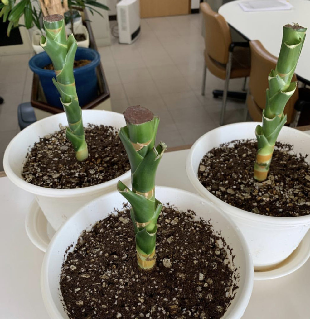 余った茎で挿し木の写真