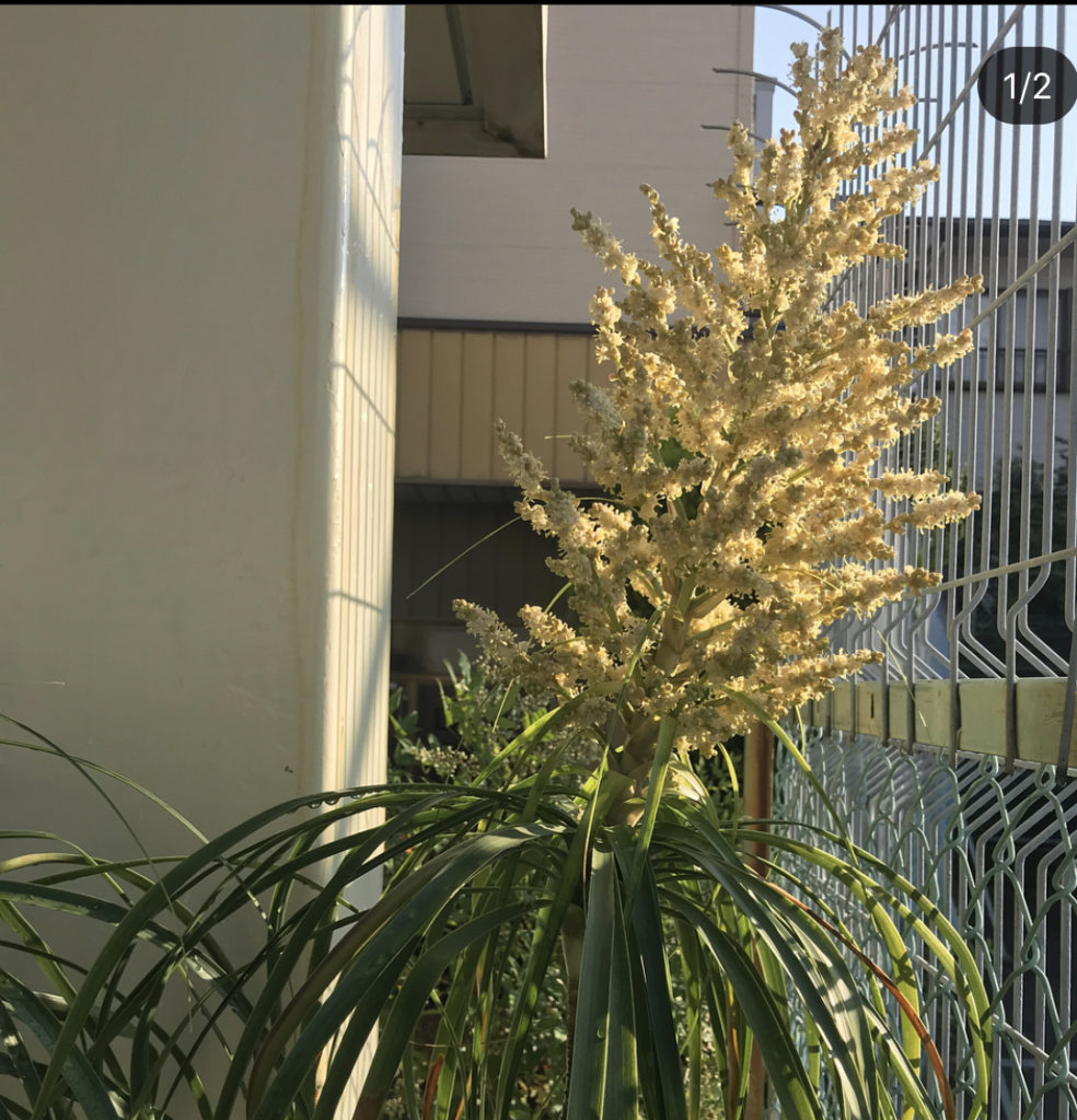 トックリランの開花写真