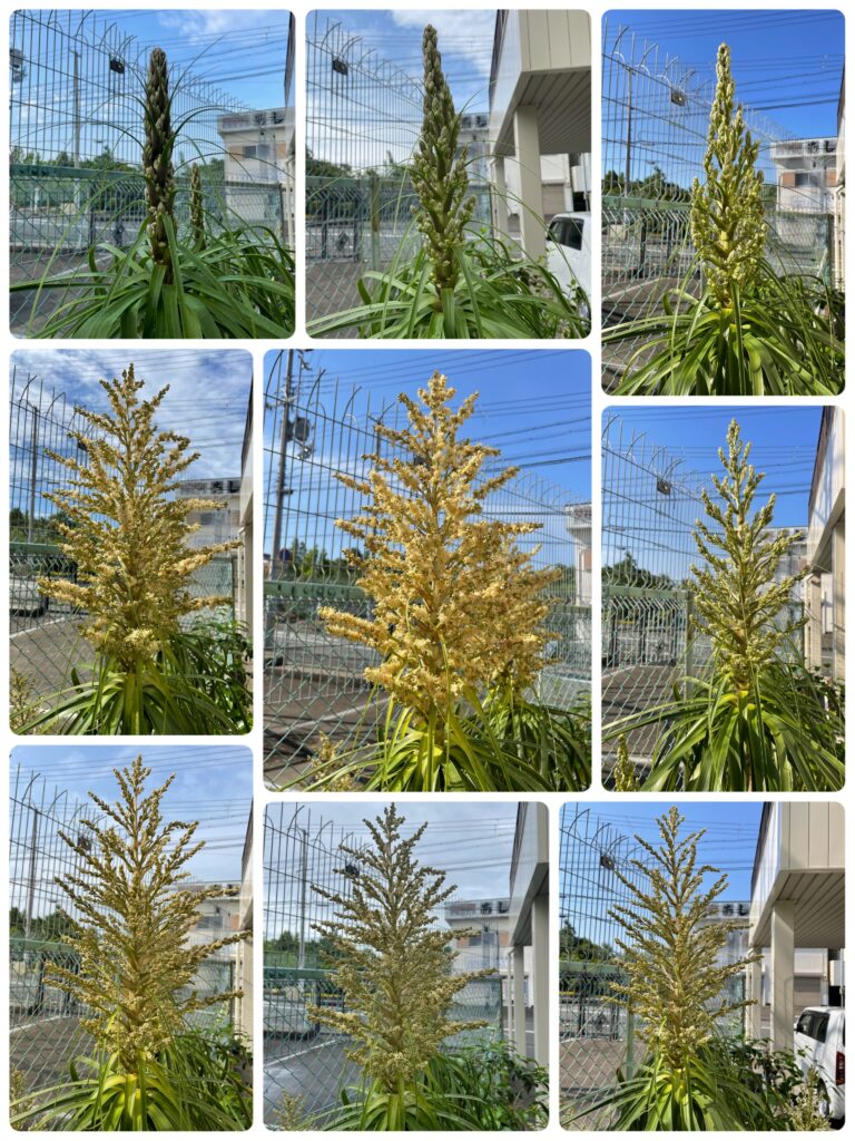 蕾から開花までの写真