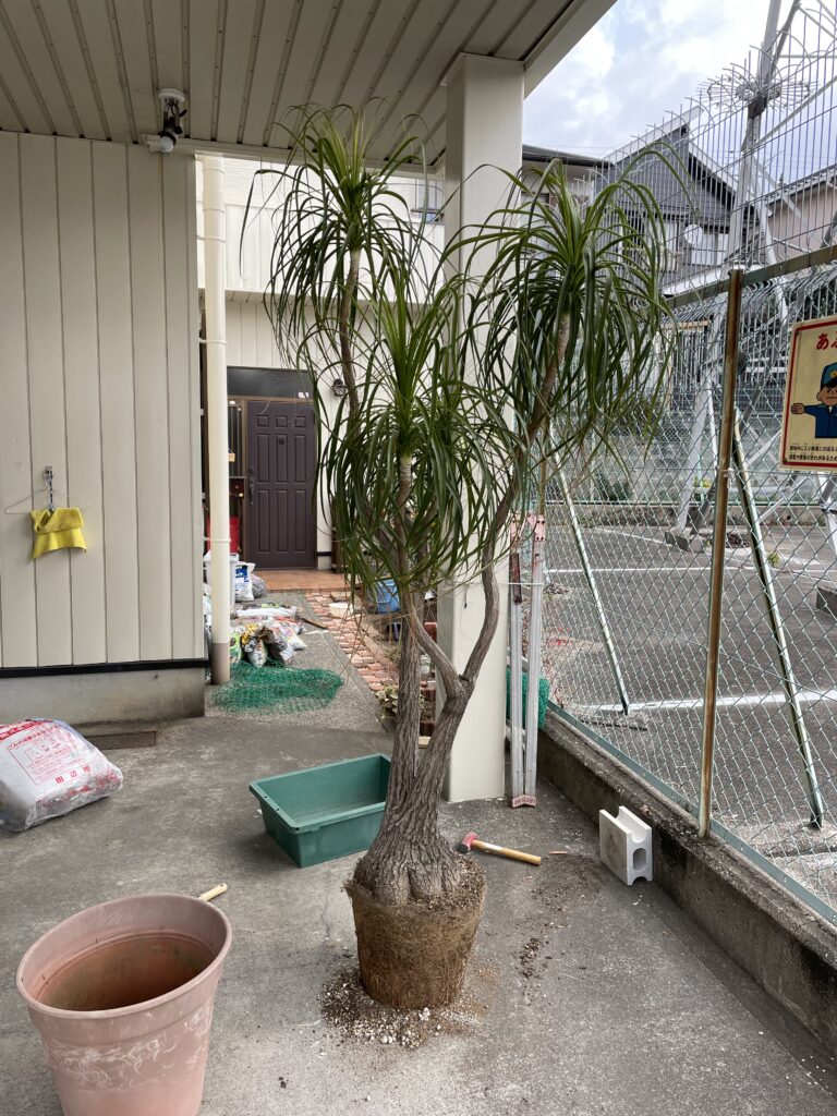 トックリランの全体写真