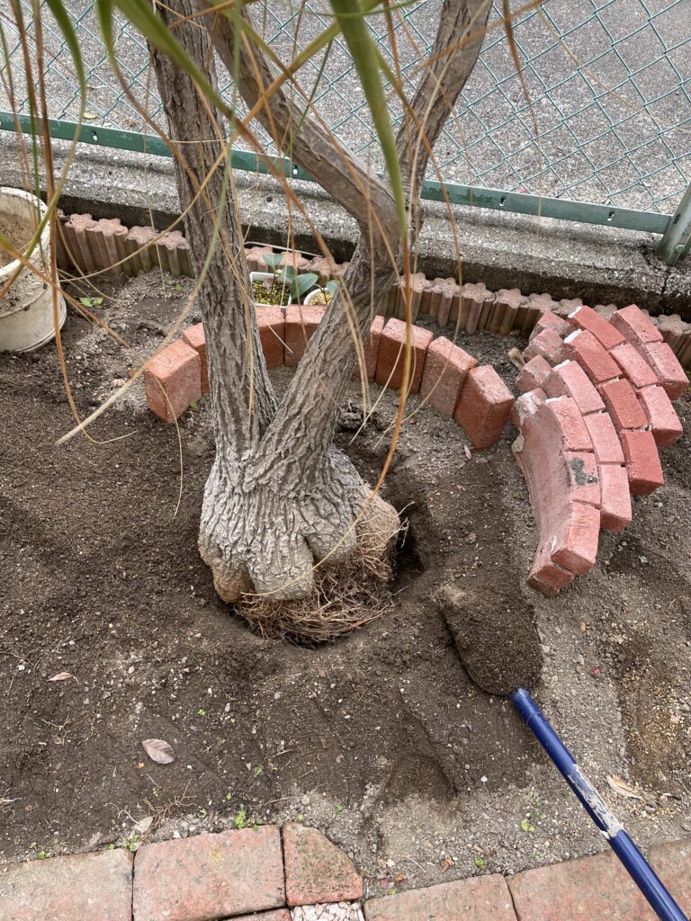 植えている最中の写真