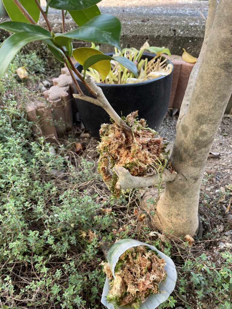 取り木の根付成功の写真
