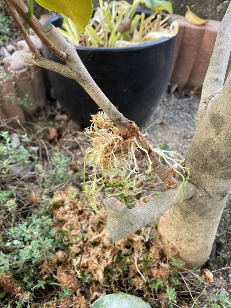 取り木した椿の根が発根した直後の写真